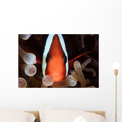 Red and Black Anemonefish Wall Decal Design 1 shown on a wall