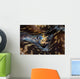 Detail Siphon Giant Clam Wall Decal