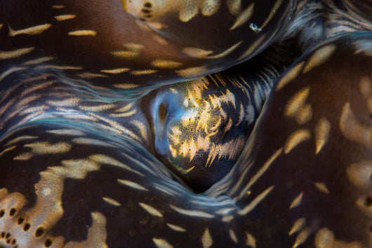 Detail Siphon Giant Clam Wall Decal