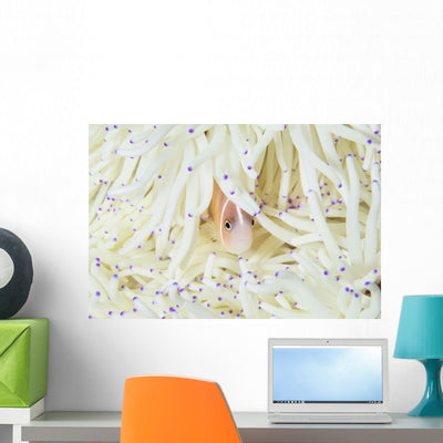 Pink Anemonefish Swims among Wall Decal Design 3 shown on a wall