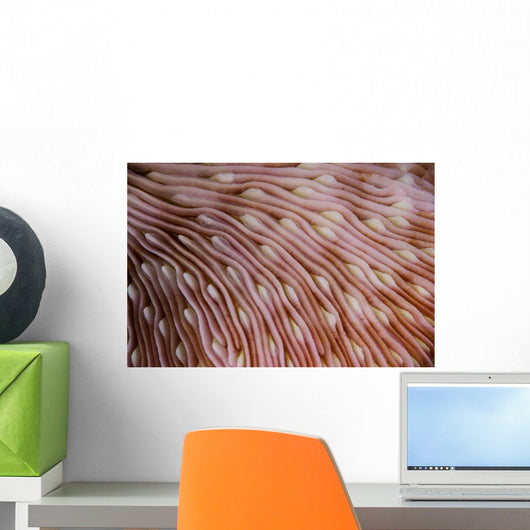 Detail Texture Mushroom Coral Wall Decal