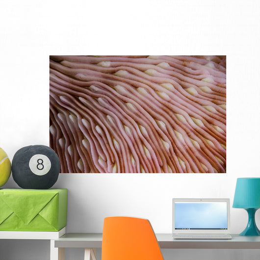 Detail Texture Mushroom Coral Wall Decal