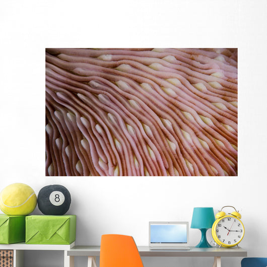 Detail Texture Mushroom Coral Wall Decal