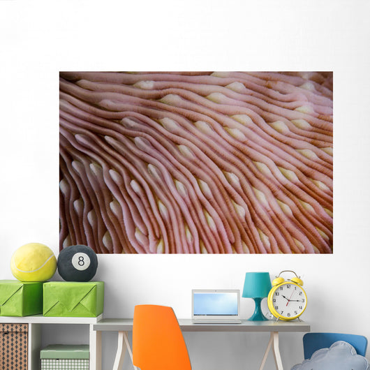 Detail Texture Mushroom Coral Wall Decal