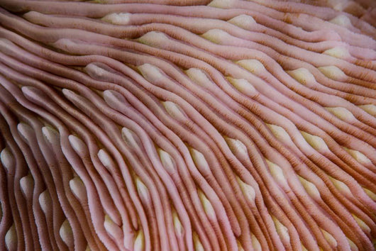 Detail Texture Mushroom Coral Wall Decal