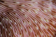 Detail Texture Mushroom Coral Wall Decal