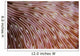 Detail Texture Mushroom Coral Wall Decal