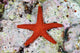 Small Red Starfish Clings Wall Decal