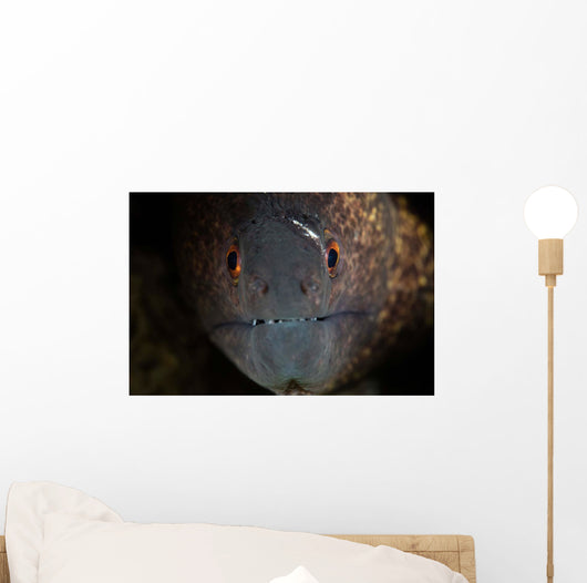 Yellow-margin Moray Eel Looks Wall Decal