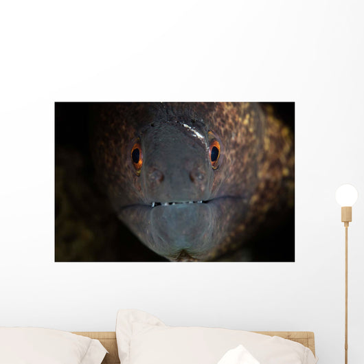 Yellow-margin Moray Eel Looks Wall Decal
