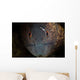 Yellow-margin Moray Eel Looks Wall Decal