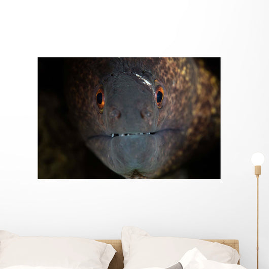 Yellow-margin Moray Eel Looks Wall Decal