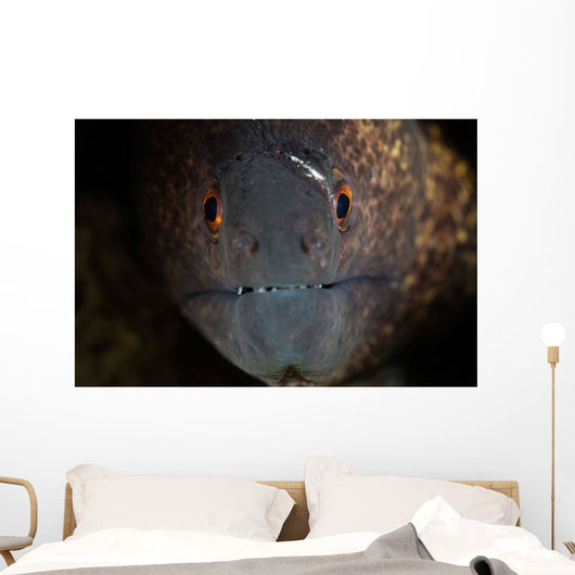 Yellow-margin Moray Eel Looks Wall Decal
