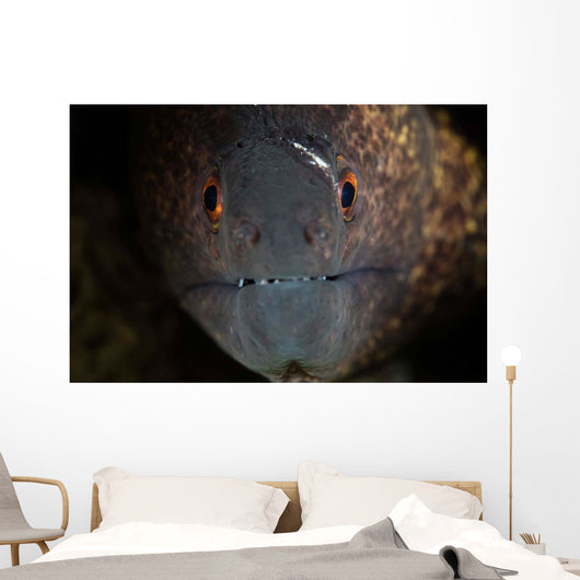 Yellow-margin Moray Eel Looks Wall Decal