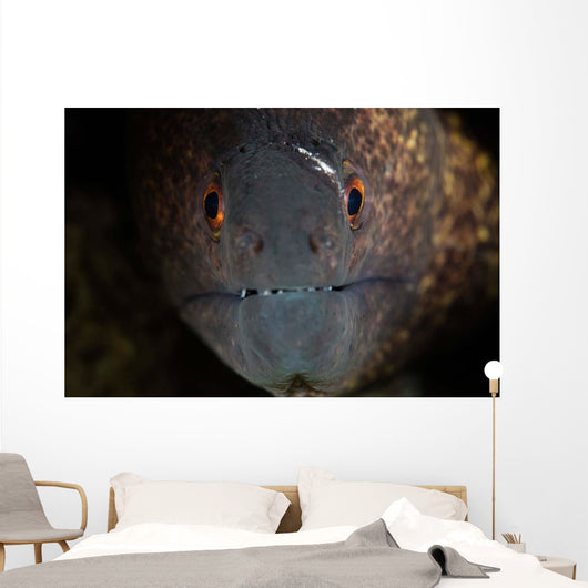 Yellow-margin Moray Eel Looks Wall Decal