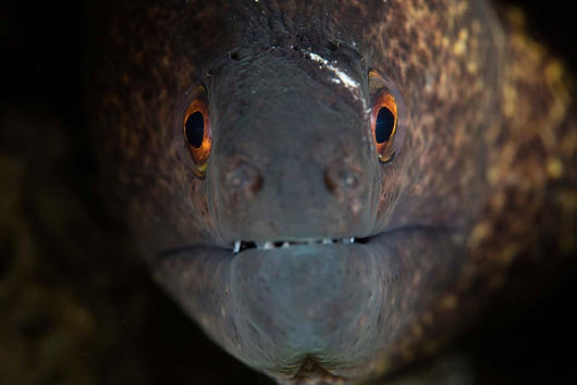 Yellow-margin Moray Eel Looks Wall Decal
