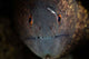 Yellow-margin Moray Eel Looks Wall Decal