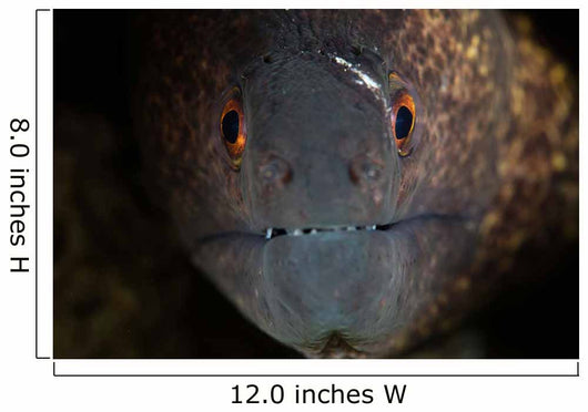 Yellow-margin Moray Eel Looks Wall Decal