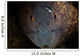 Yellow-margin Moray Eel Looks Wall Decal