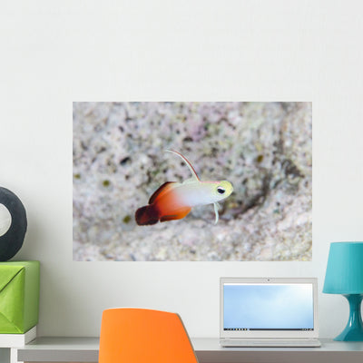 Fire Dartfish Swims above Wall Decal shown on a wall
