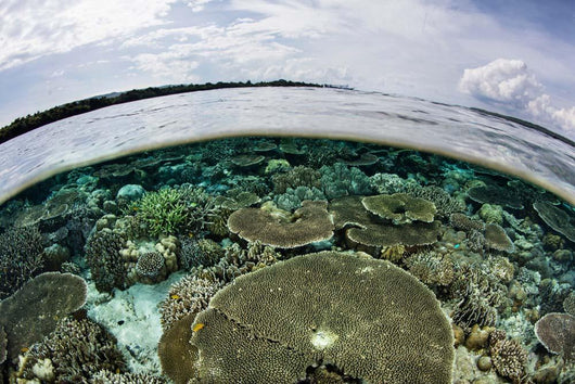 Shallow Coral Reef Thrives Wall Decal Design 14
