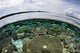 Shallow Coral Reef Thrives Wall Decal Design 14