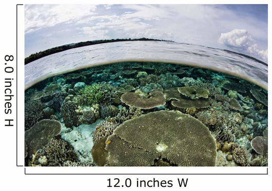 Shallow Coral Reef Thrives Wall Decal Design 14