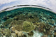 Shallow Coral Reef Thrives Wall Decal Design 13