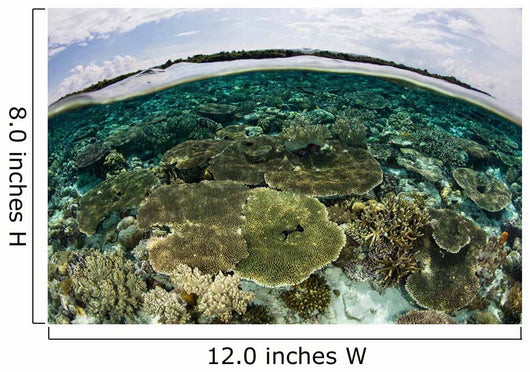 Shallow Coral Reef Thrives Wall Decal Design 13