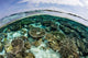 Shallow Coral Reef Thrives Wall Decal Design 12