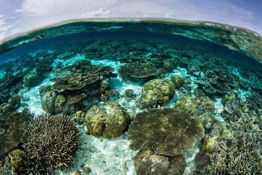 Shallow Coral Reef Thrives Wall Decal Design 11