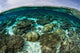 Shallow Coral Reef Thrives Wall Decal Design 11