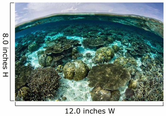 Shallow Coral Reef Thrives Wall Decal Design 11