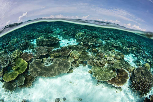 Shallow Coral Reef Thrives Wall Decal Design 10