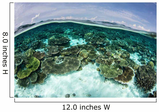 Shallow Coral Reef Thrives Wall Decal Design 10