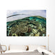 Shallow Coral Reef Thrives Wall Decal Design 9