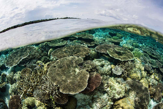 Shallow Coral Reef Thrives Wall Decal Design 9