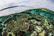 Shallow Coral Reef Thrives Wall Decal Design 9