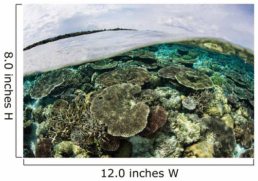 Shallow Coral Reef Thrives Wall Decal Design 9