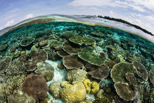 Shallow Coral Reef Thrives Wall Decal Design 8