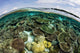 Shallow Coral Reef Thrives Wall Decal Design 8