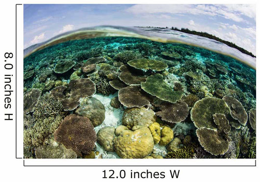 Shallow Coral Reef Thrives Wall Decal Design 8
