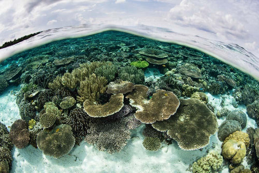 Shallow Coral Reef Thrives Wall Decal Design 7