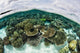 Shallow Coral Reef Thrives Wall Decal Design 7