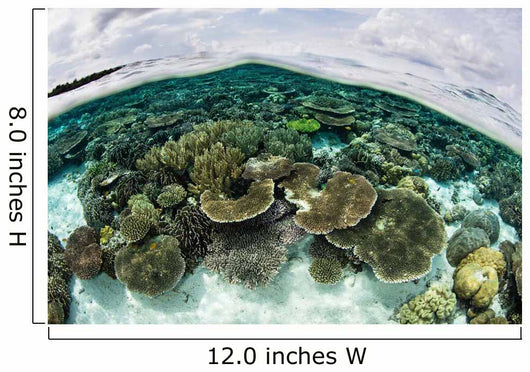 Shallow Coral Reef Thrives Wall Decal Design 7