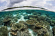 Shallow Coral Reef Thrives Wall Decal Design 6