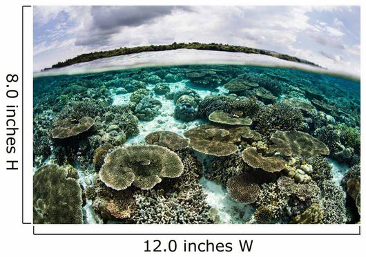 Shallow Coral Reef Thrives Wall Decal Design 6