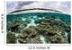 Shallow Coral Reef Thrives Wall Decal Design 6