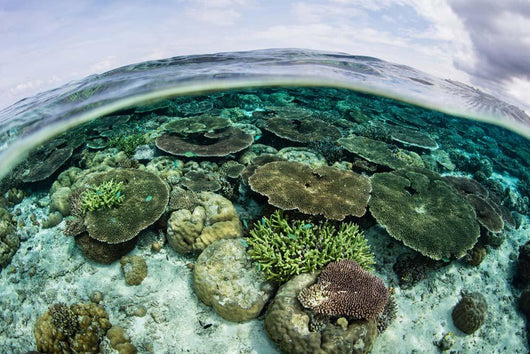 Shallow Coral Reef Thrives Wall Decal Design 5