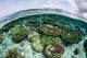 Shallow Coral Reef Thrives Wall Decal Design 5